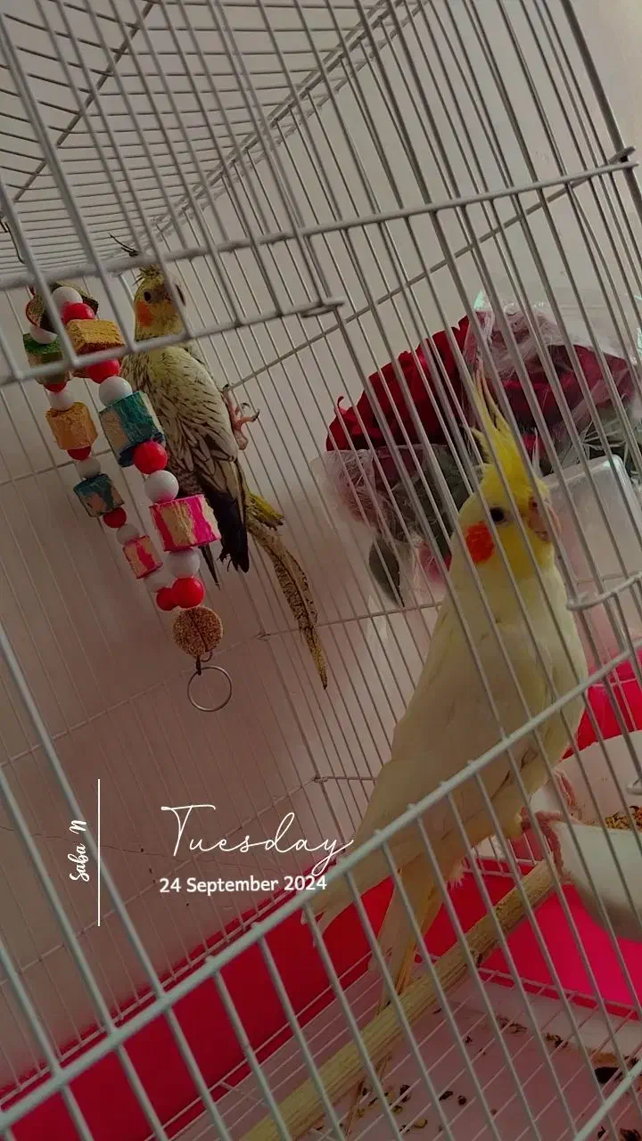 ۳عدد عروس هلندی بالغ ‌‌با سلامتی کامل  ‌|پرنده|عجب شیر, |دیوار