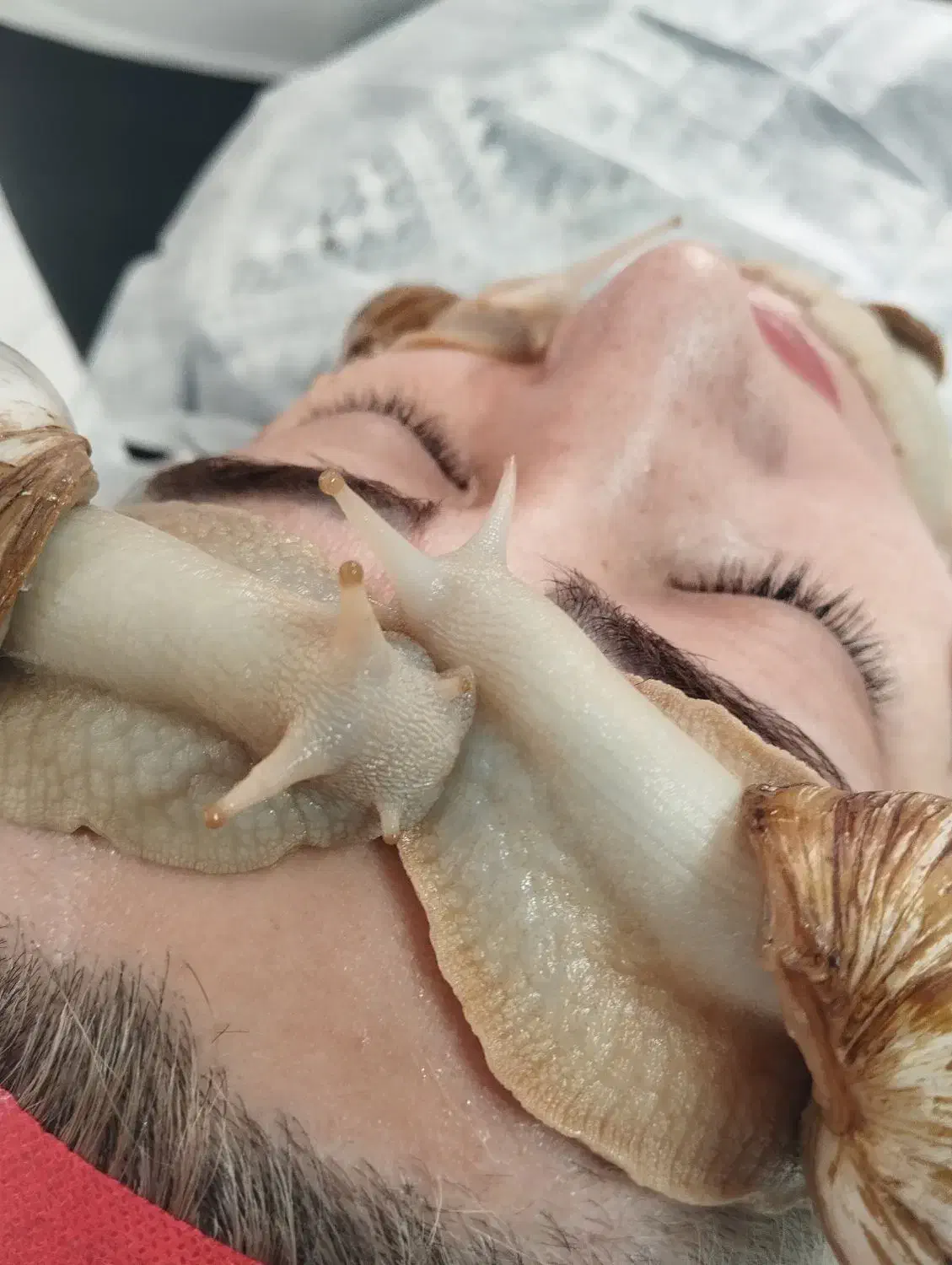 حلزون آلپینو|خزنده|سبزوار, قائم|دیوار