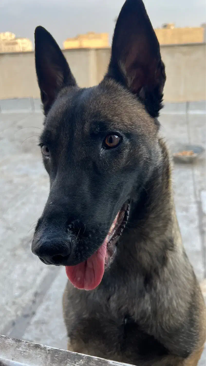 مالینوز رنگ تیره بادرایو بالا فول آموزش|سگ|محمدشهر, محمدشهر|دیوار