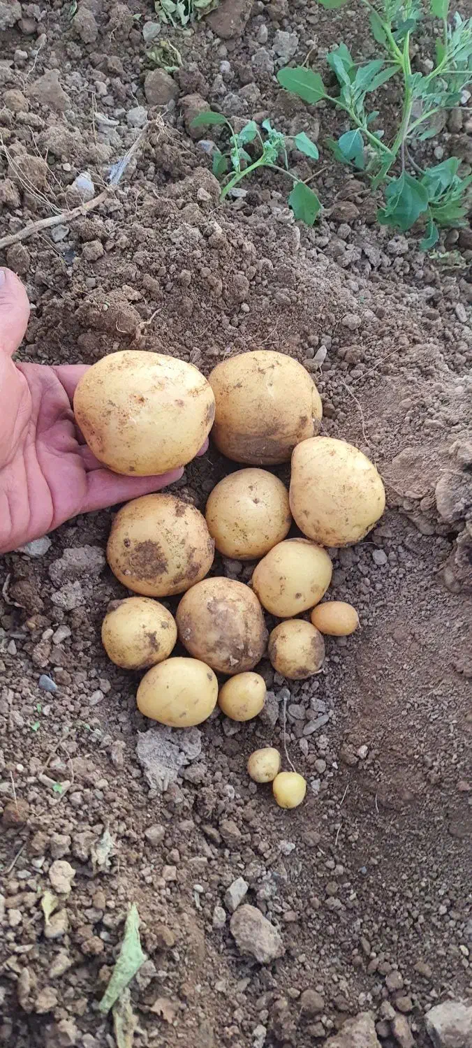 سیب بذری ۴۰۲ کلمبا|خدمات باغبانی و درختکاری|داران, |دیوار