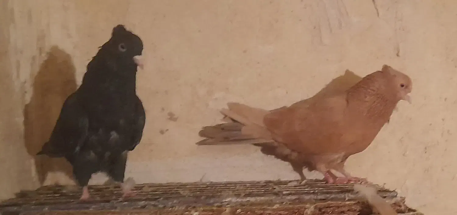 کبوتر|پرنده|سرپل ذهاب, |دیوار