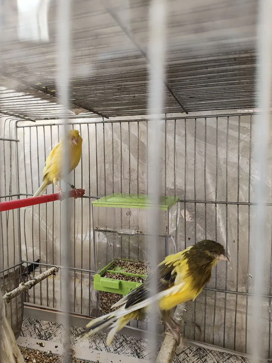 قناری رسمی بلند|پرنده|تهران, امام زاده عبدالله|دیوار