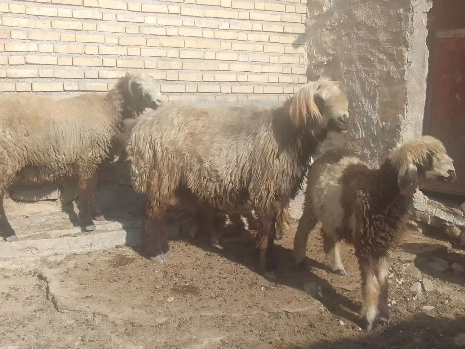 قوچ|حیوانات مزرعه|دهدشت, |دیوار