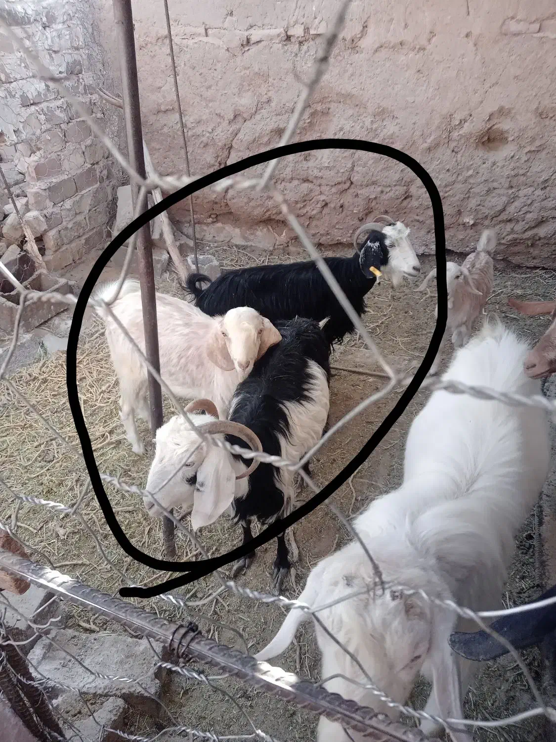 بز ونر بز|حیوانات مزرعه|فردوس (خراسان), |دیوار