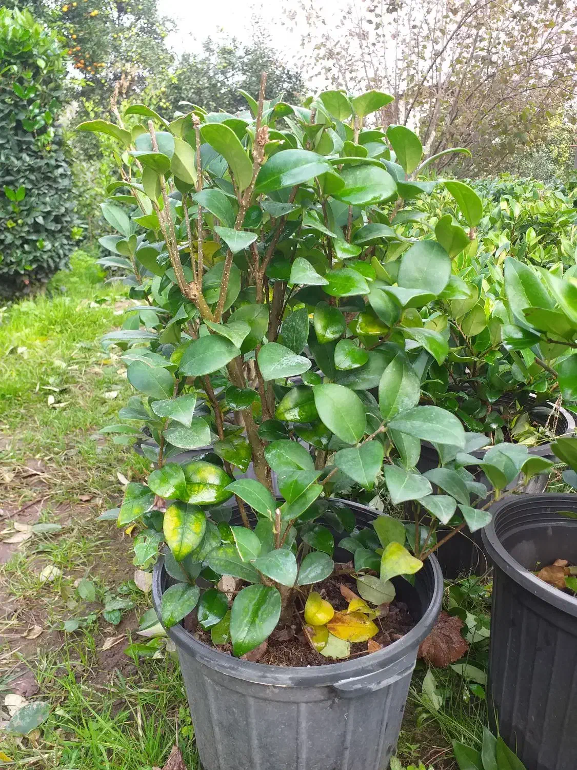 یاس سطل ۱۰|گل و گیاه طبیعی|واجارگاه, |دیوار