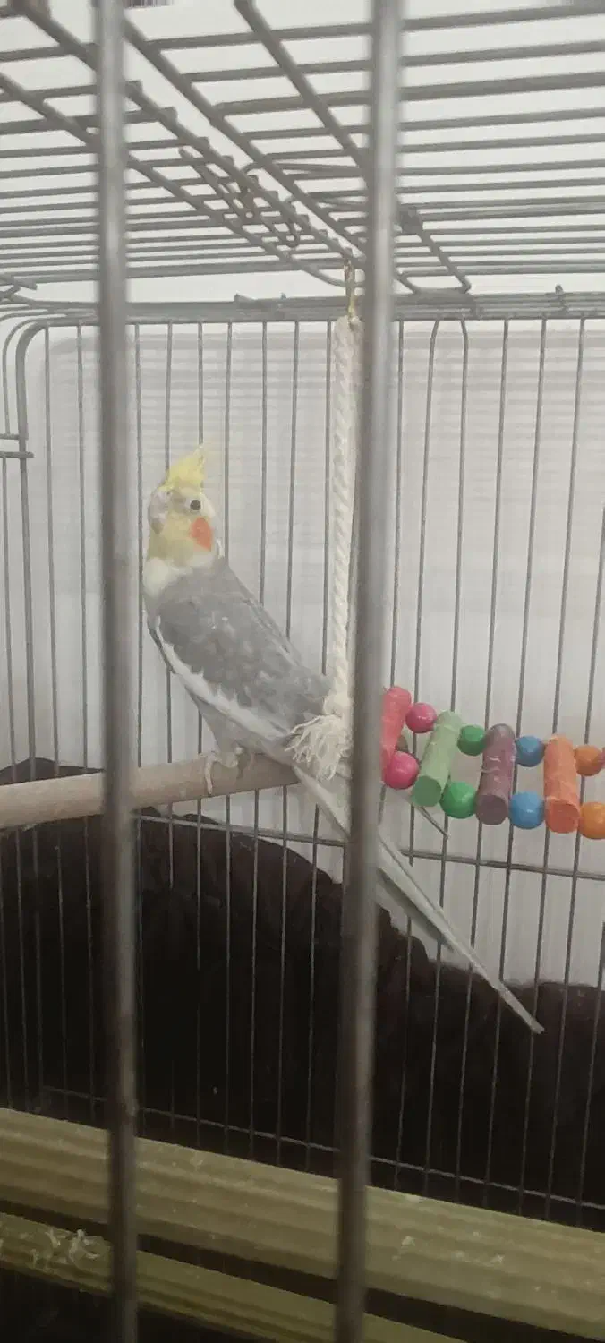 عروس هلندی|پرنده|قم, حاج زینل|دیوار