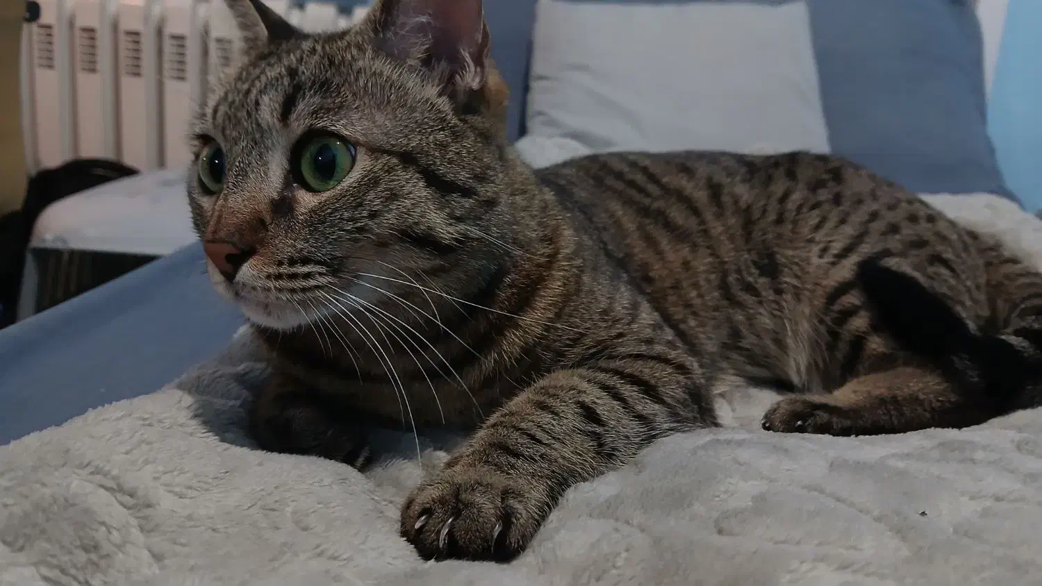 واگذاری گربه اقیم ماده|گربه|رودهن, |دیوار