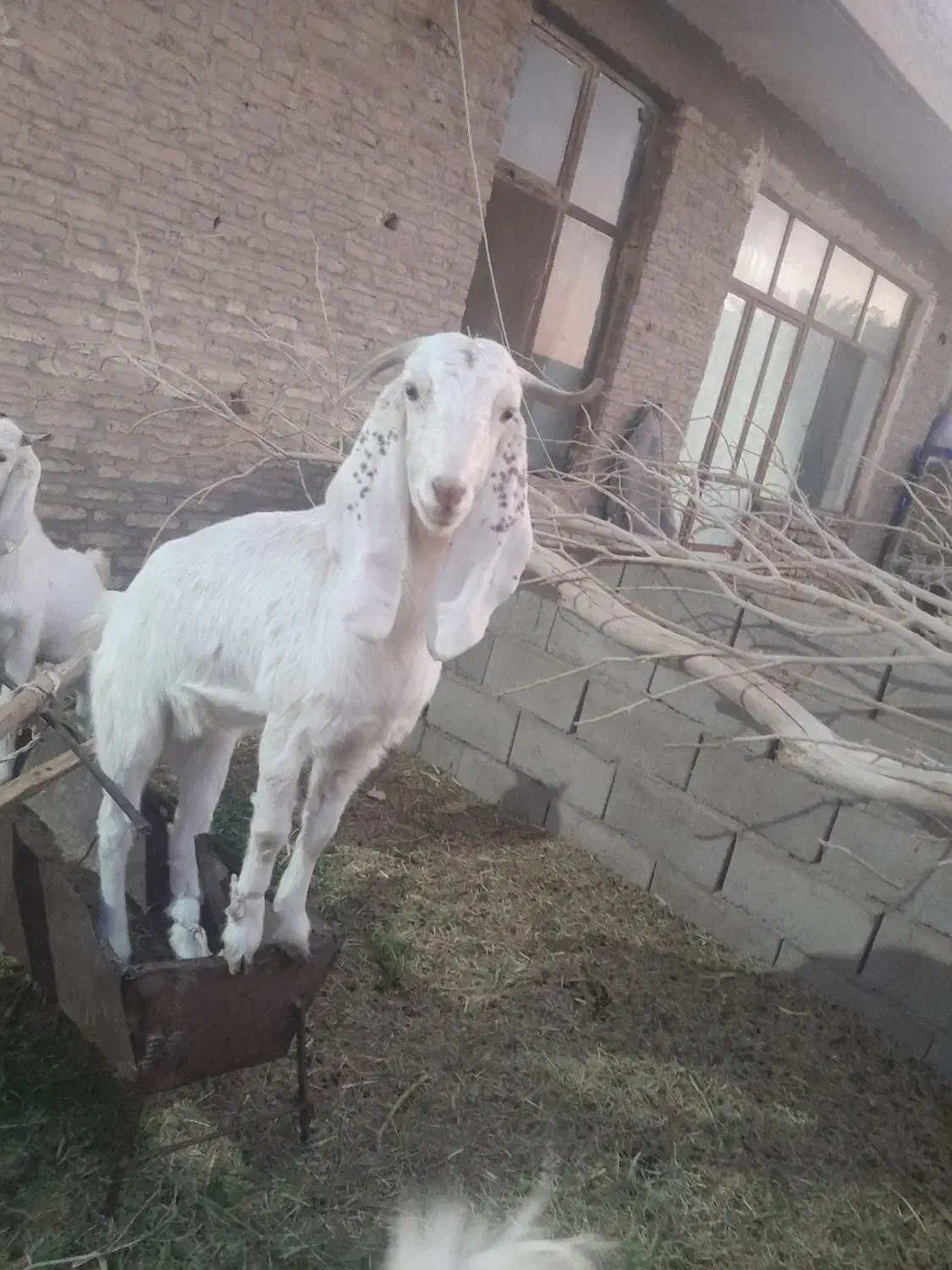 فروش کولار پاکستانی اصیل|حیوانات مزرعه|طبس, |دیوار