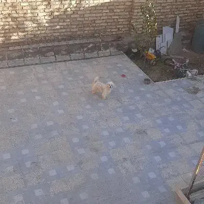 سگ پاکوتاه ماده|سگ|انگوران, |دیوار