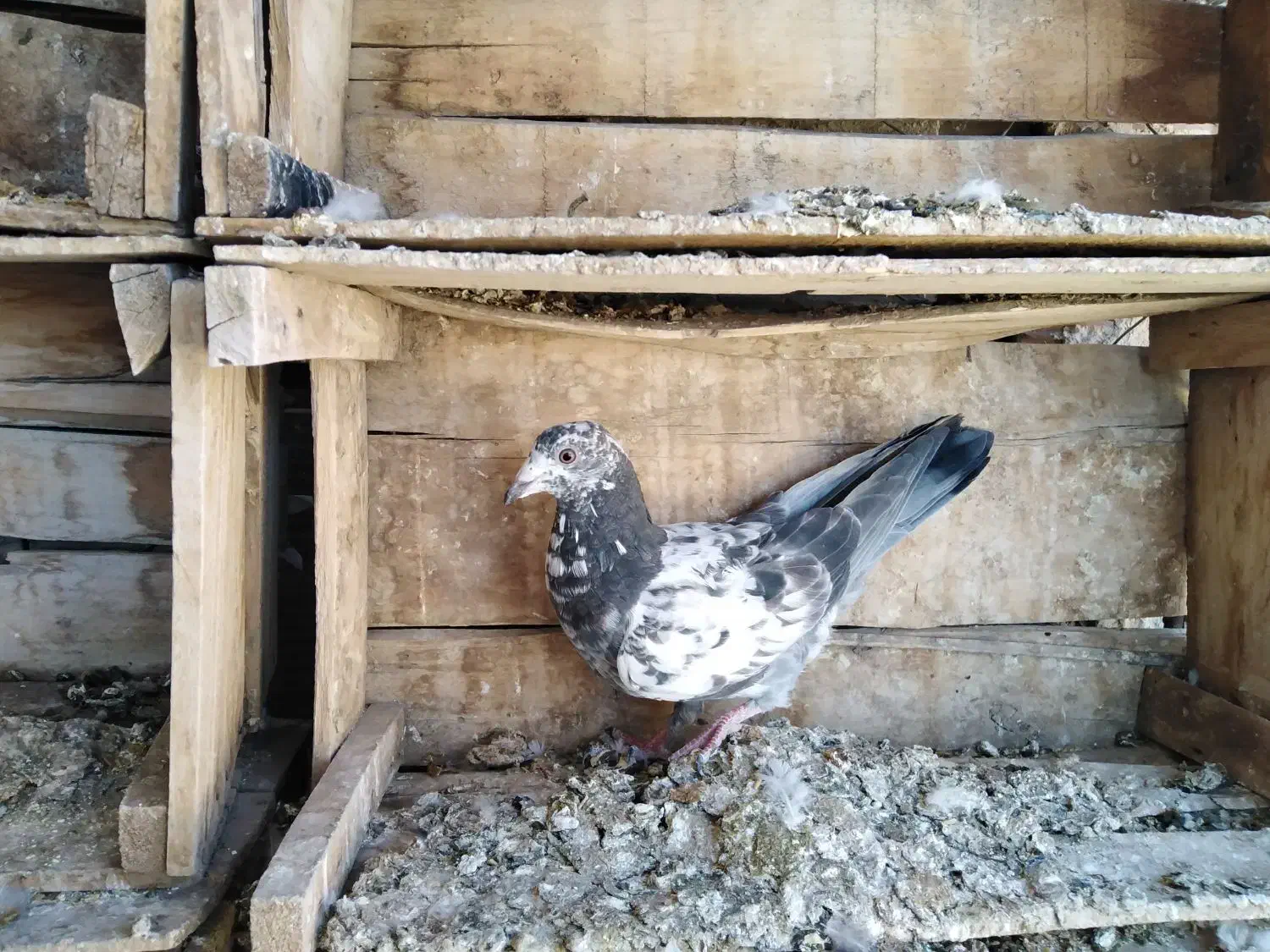 کفتر کبوتر|پرنده|قوچان, |دیوار