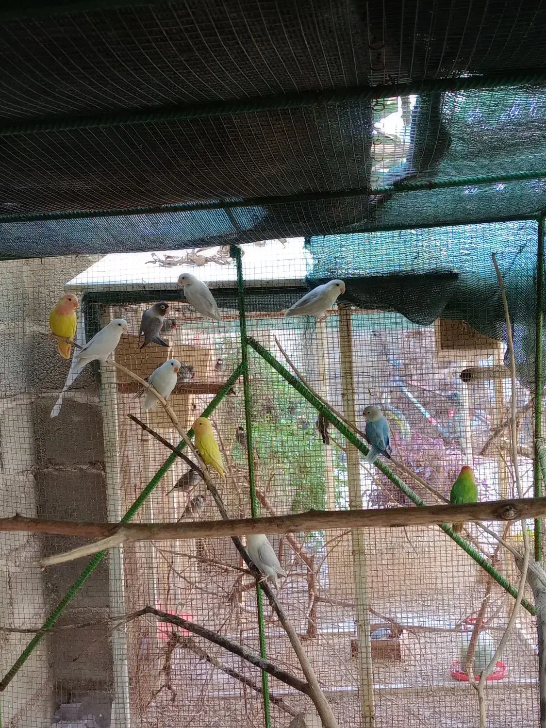 طوطی برزیلی|پرنده|جم, |دیوار