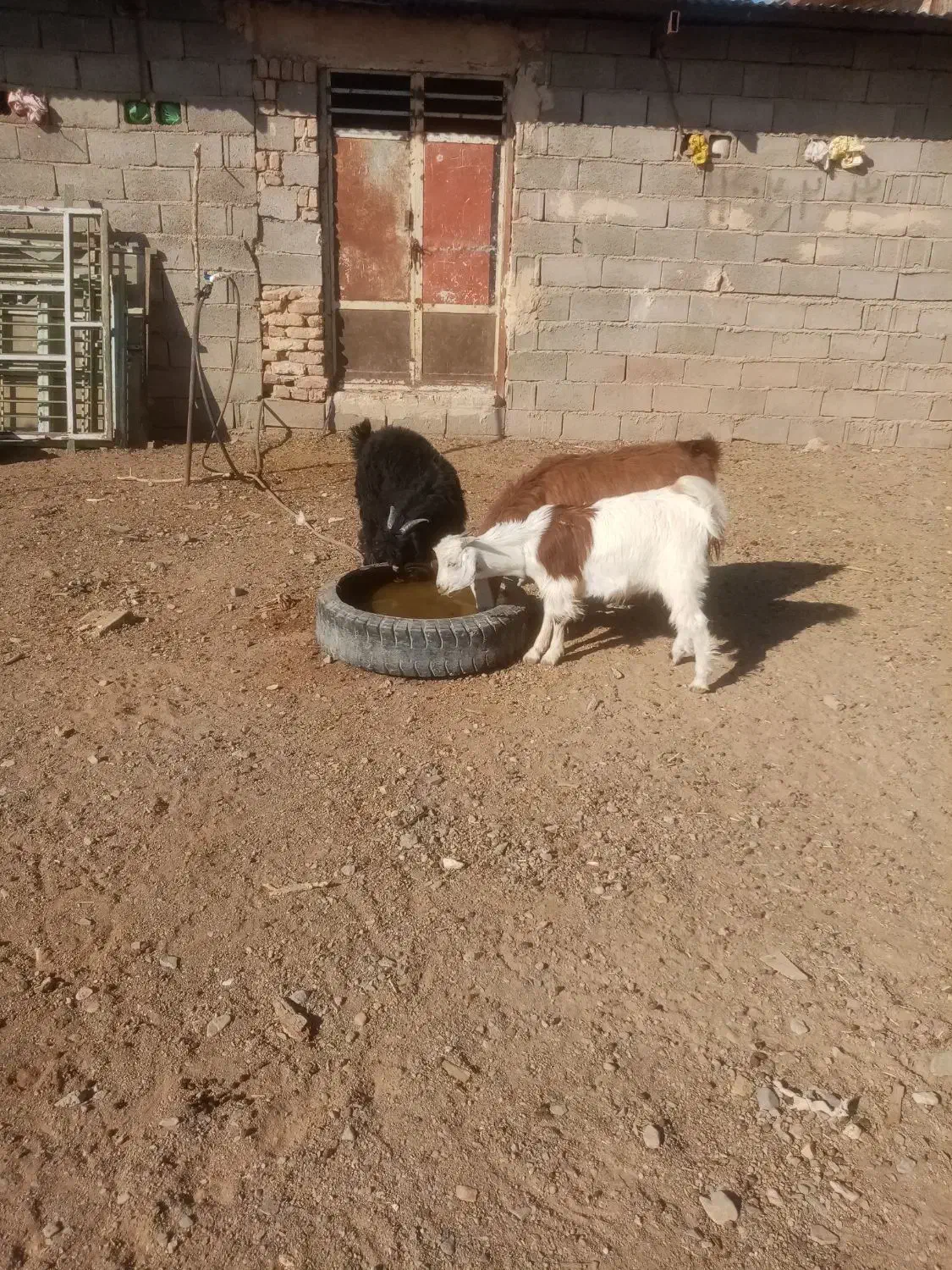 بزغاله نر|حیوانات مزرعه|سلامی, |دیوار