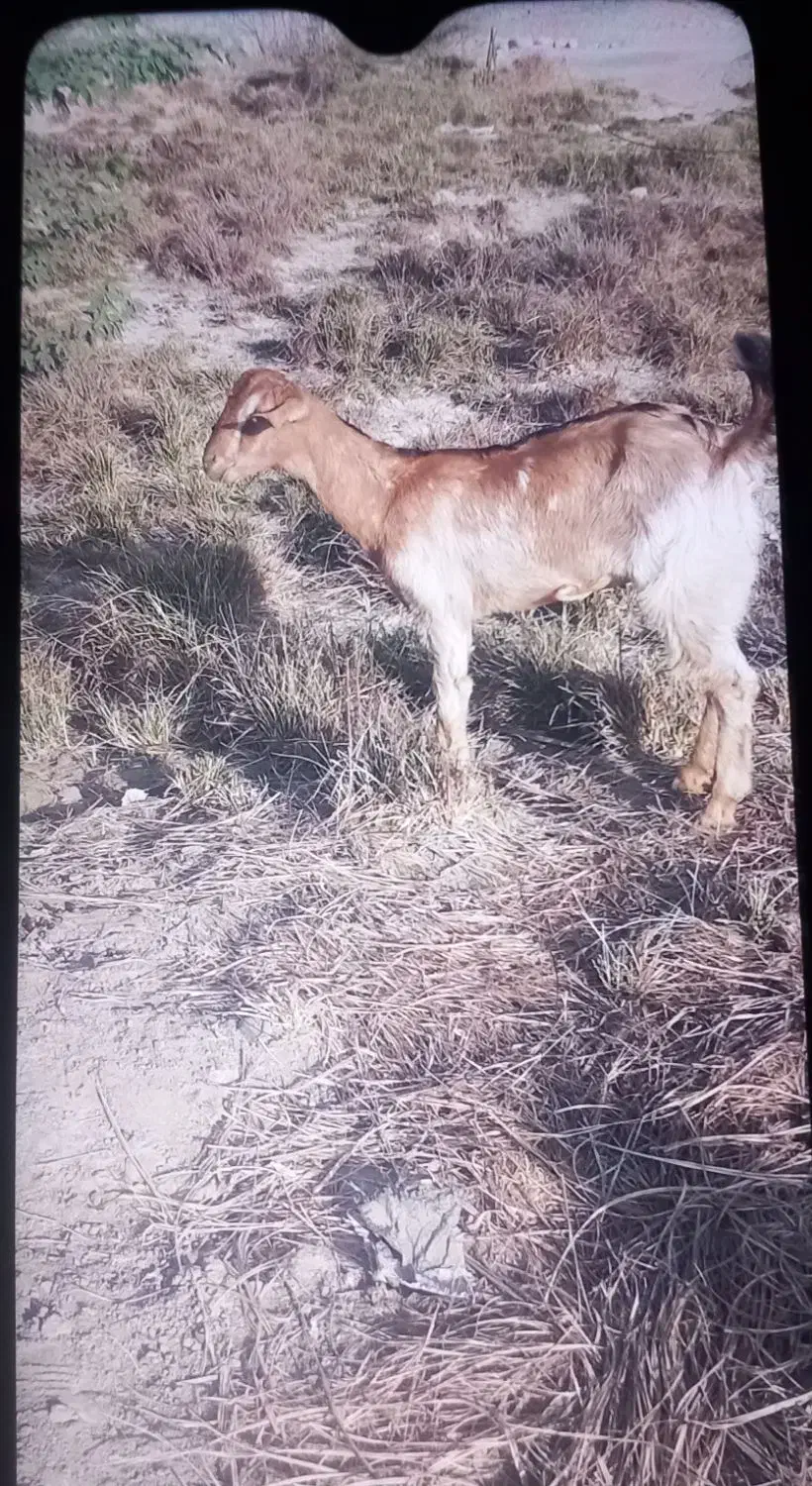 کهره دو قلو زا گیسه|حیوانات مزرعه|میناب, |دیوار