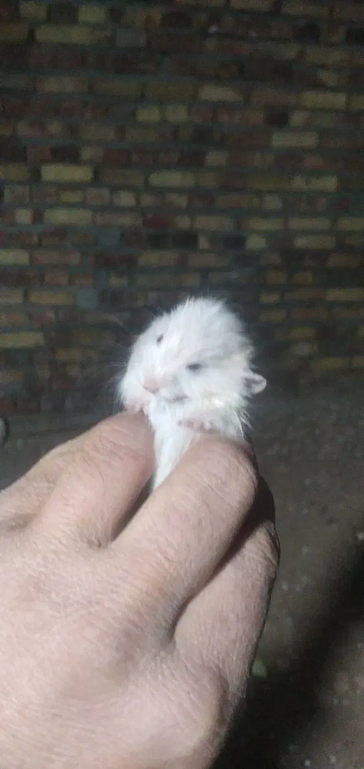 خرگوش.وهمستر|موش و خرگوش|سنندج, |دیوار