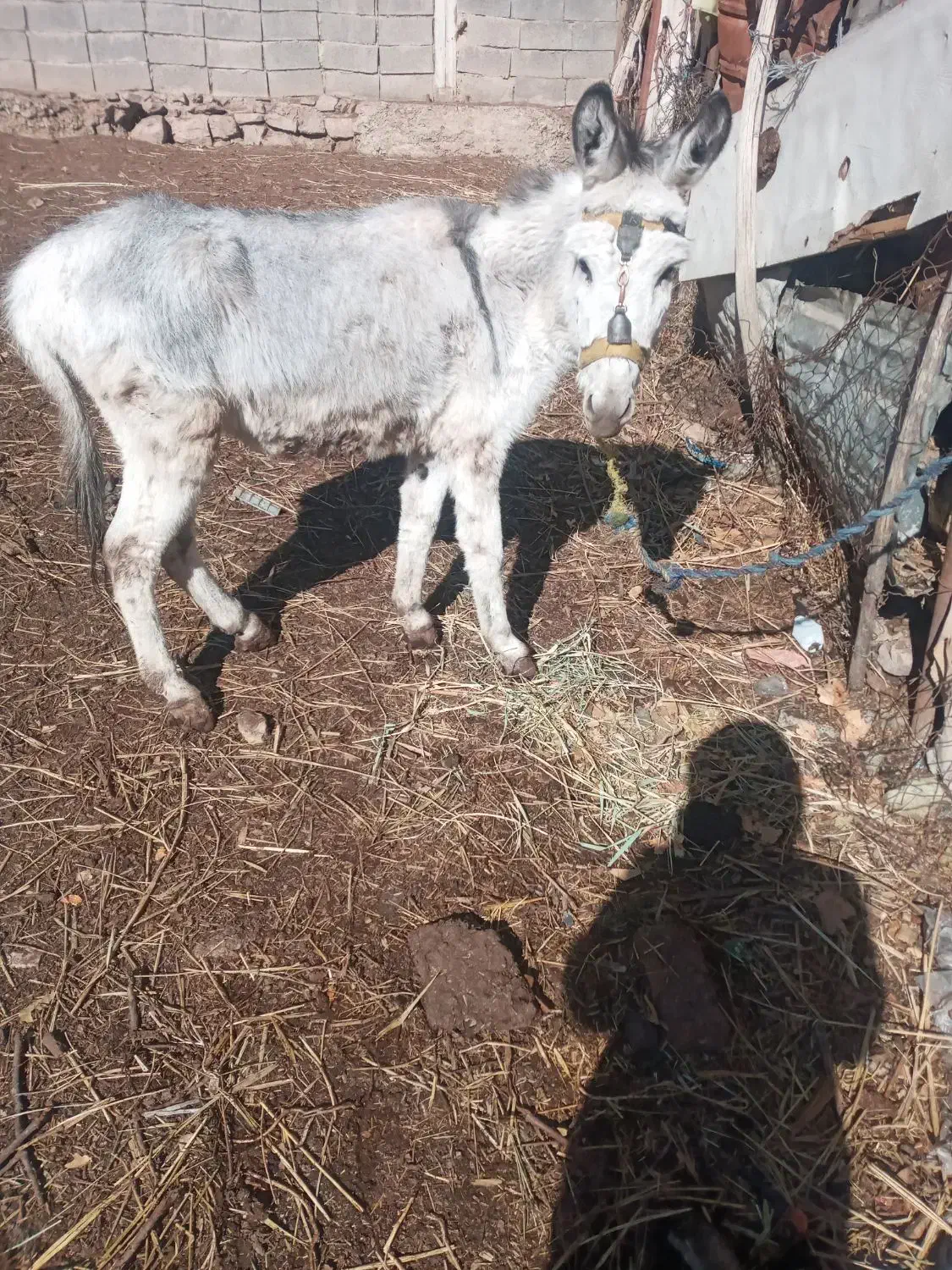 الاغ|حیوانات مزرعه|فشم, |دیوار