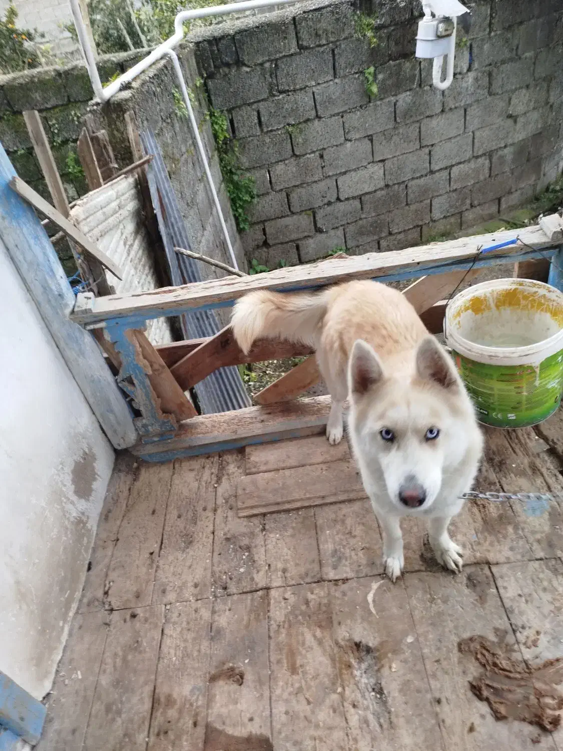 هاسکی ماده اصل|سگ|لنگرود, |دیوار