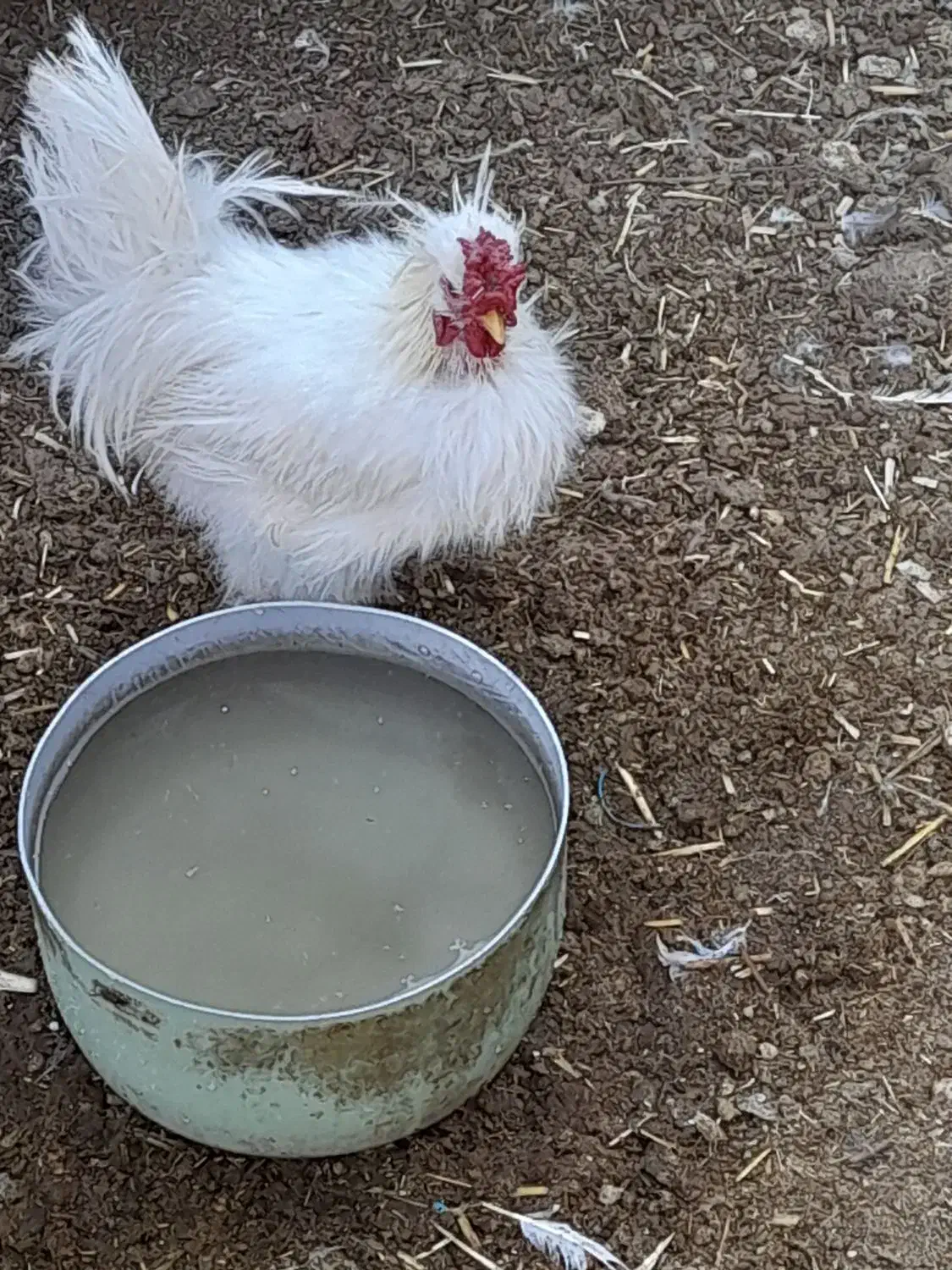 خروس ابریشمی|حیوانات مزرعه|فسا, |دیوار