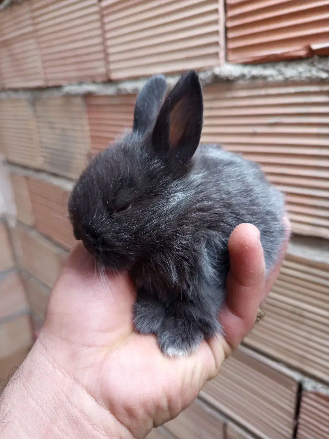 خرگوش جرسی|موش و خرگوش|پاکدشت, خاتون آباد|دیوار