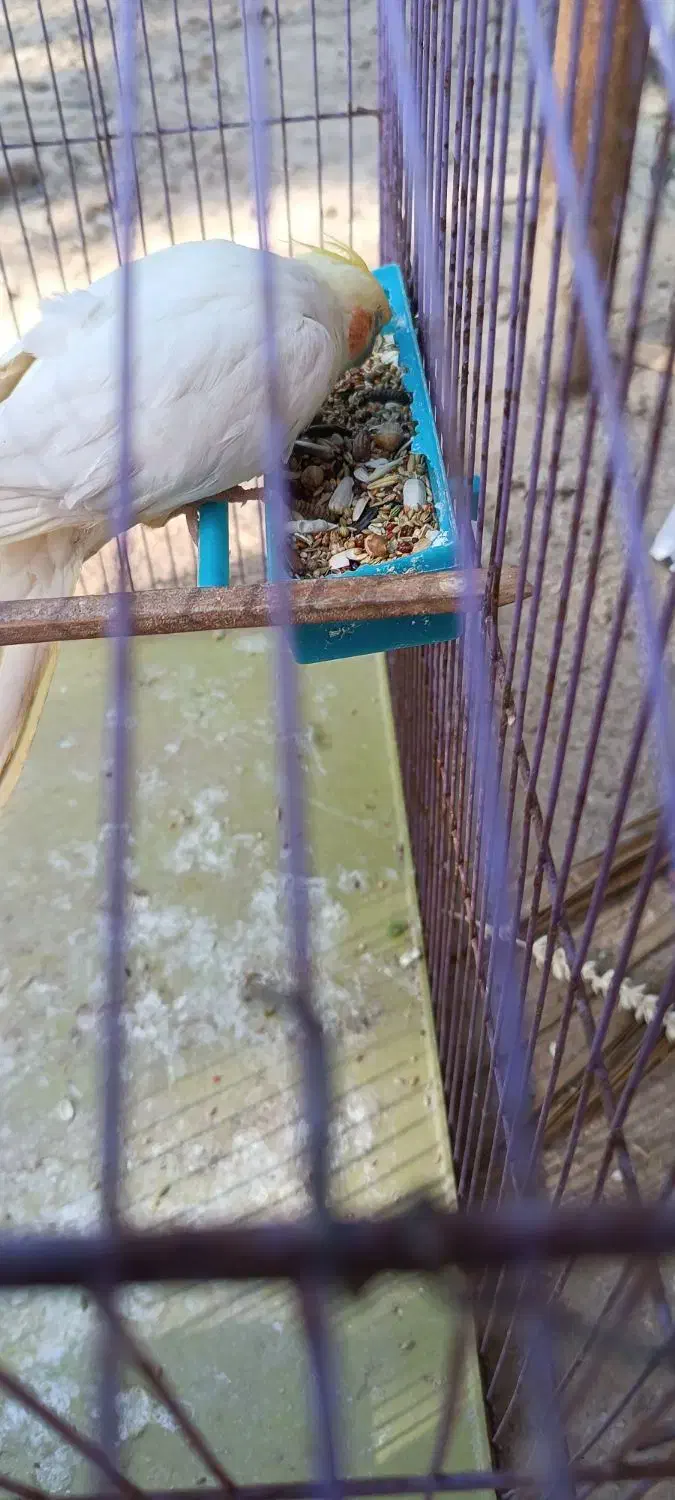 ...|پرنده|هندیجان, |دیوار