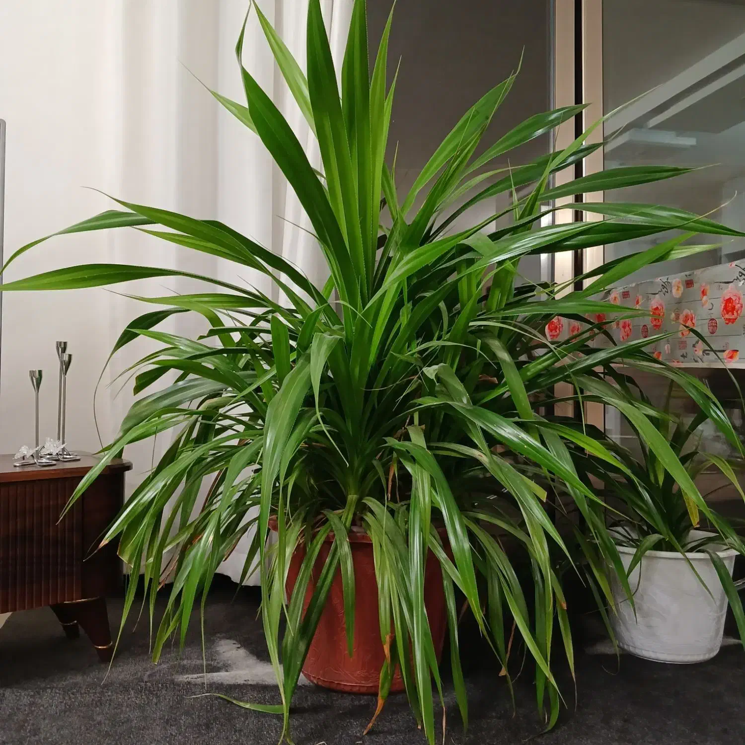 فروش گل پاندانوس شاداب وسرحال و خیلی بزرگ|گل و گیاه طبیعی|پیر بکران, |دیوار