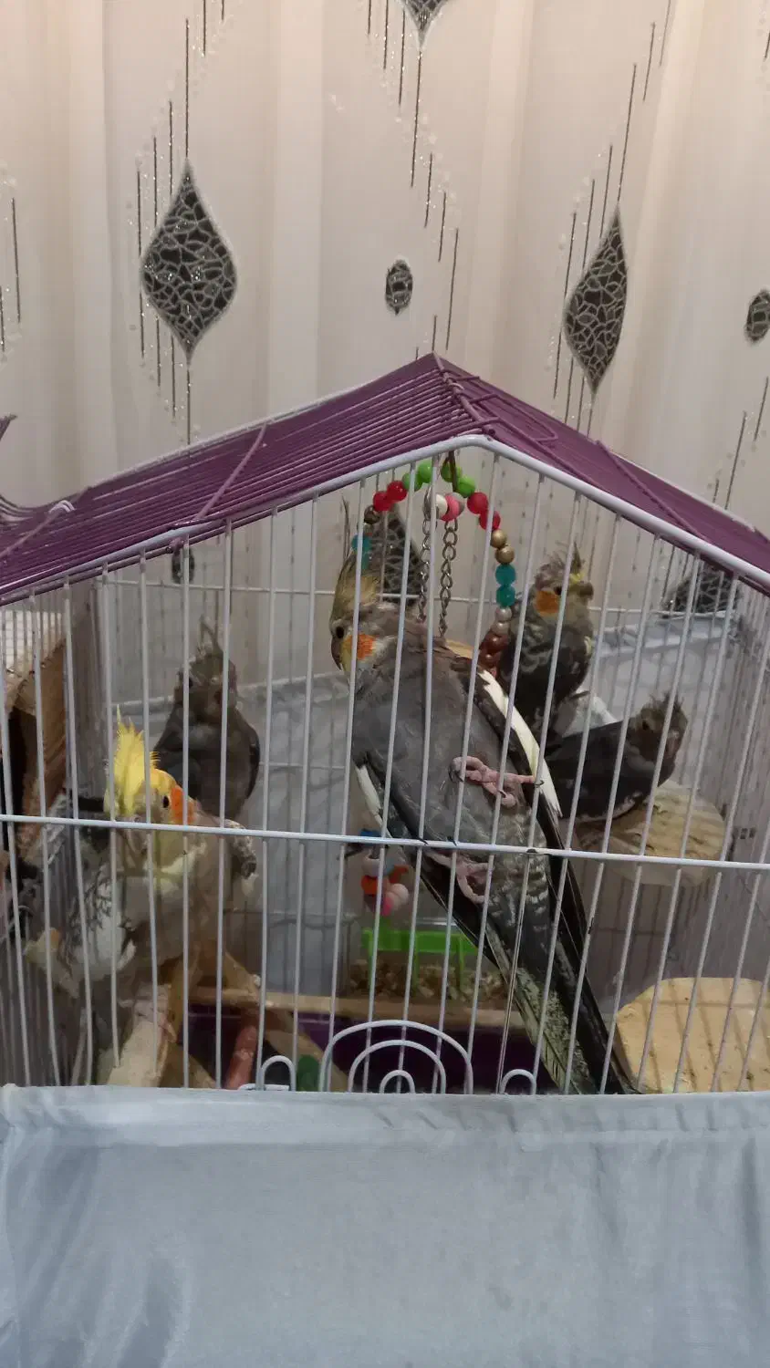 ۵ عدد عروس هلندی|پرنده|تنکابن, |دیوار