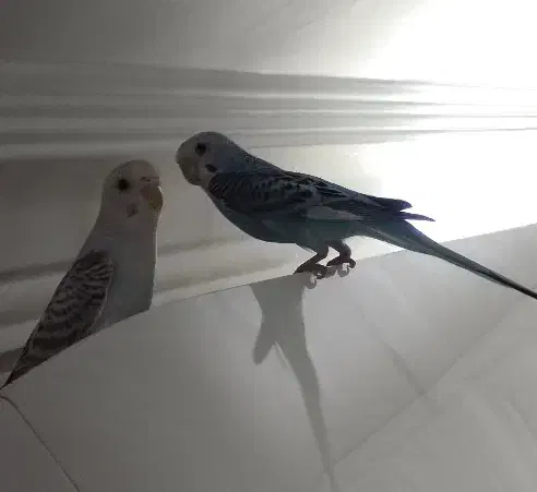 مرغ عشق|پرنده|مشهد, کارگران|دیوار