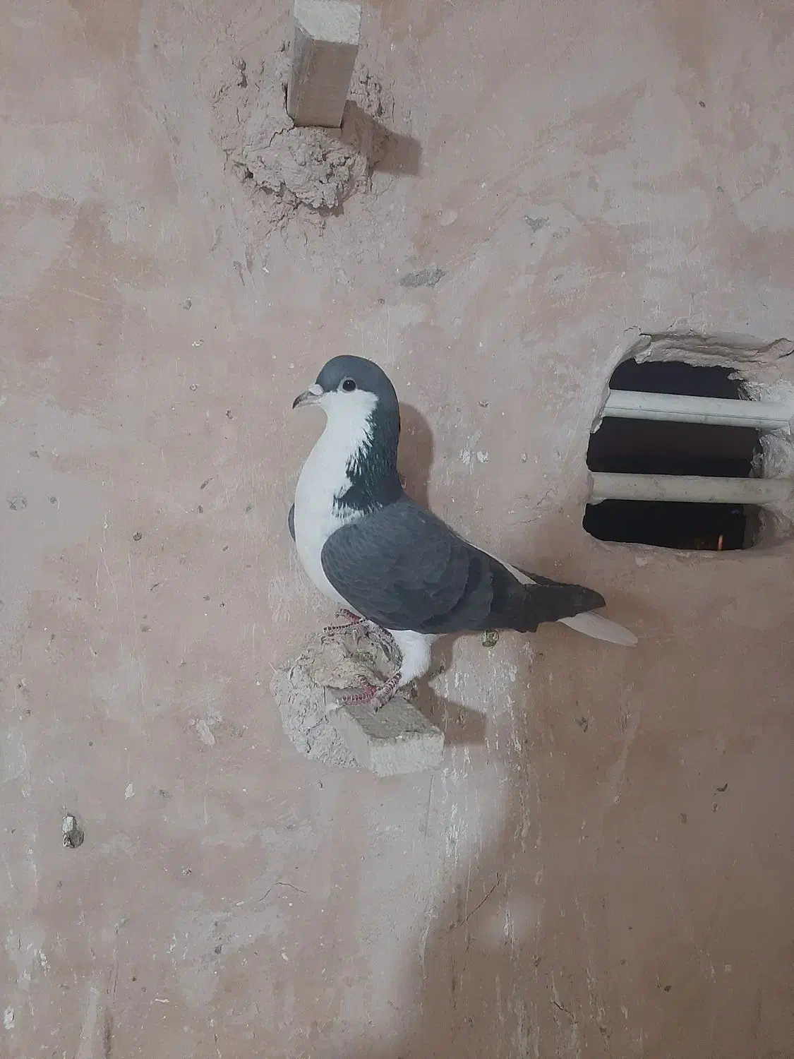 ۷ عددکبوتر|پرنده|اسفراین, |دیوار