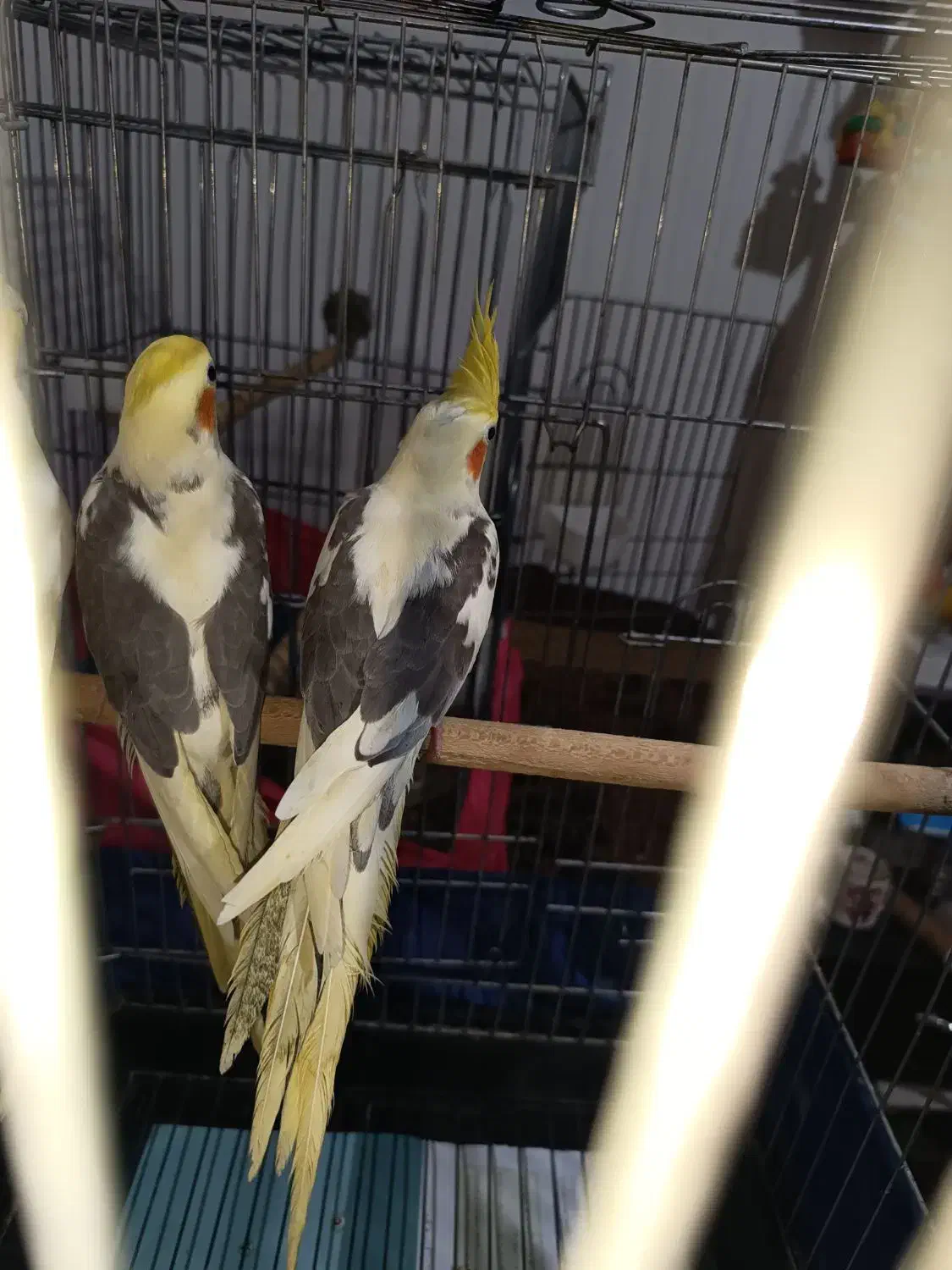 جوجه عروس هلندی 3 ماهه|پرنده|کرج, حصارک بالا|دیوار