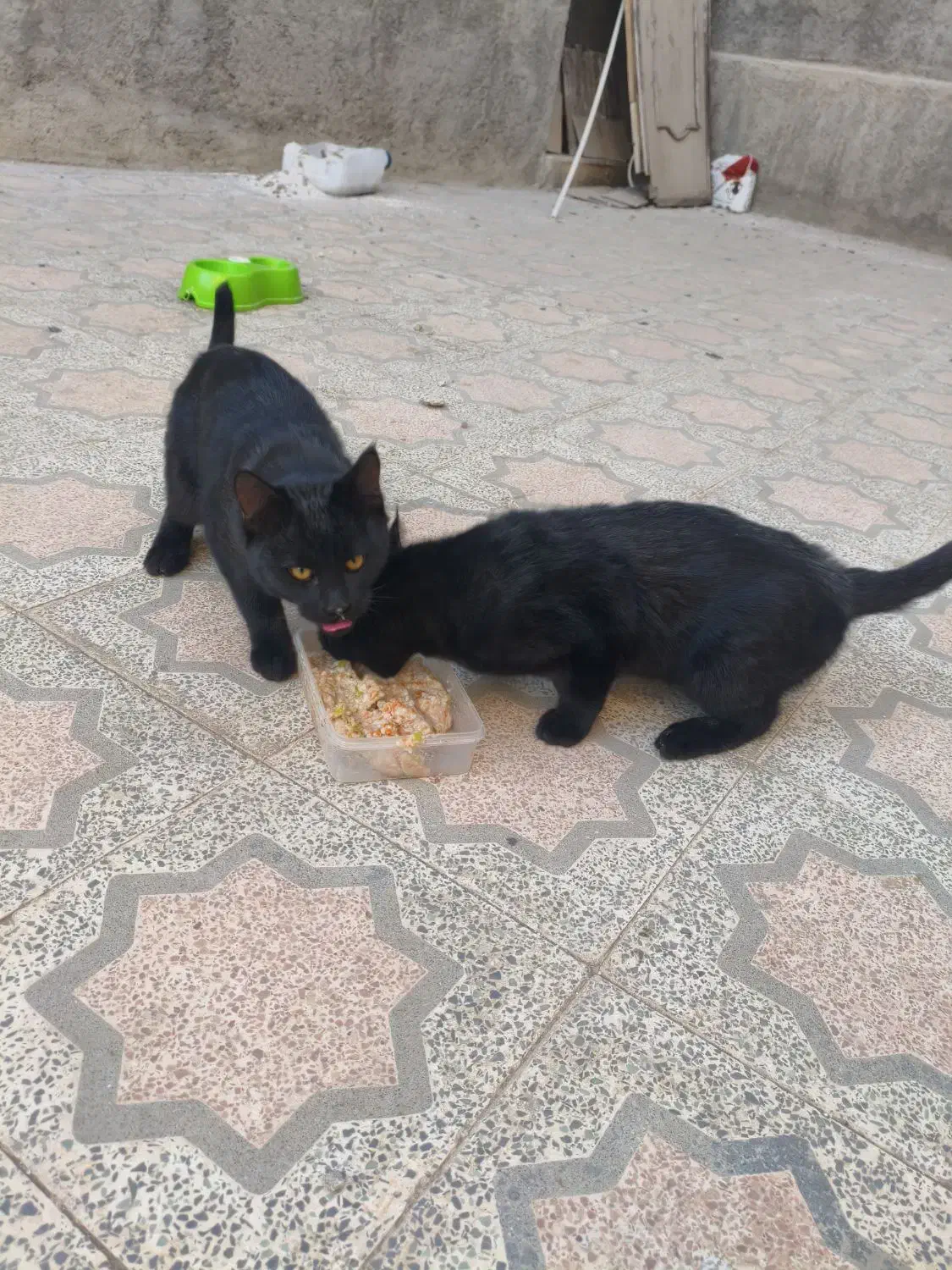 گربه / گربه خانگی / واگذاری|گربه|تویسرکان, |دیوار