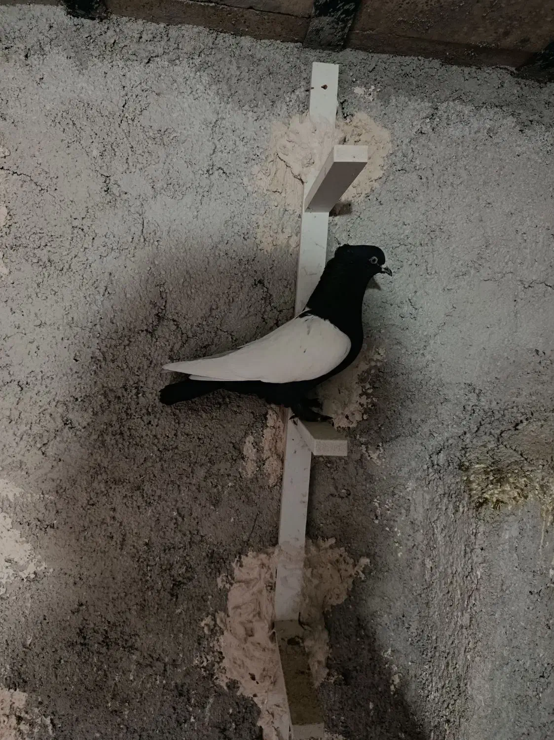 سینه سیاه|پرنده|مرودشت, بیست متری بیمارستان|دیوار