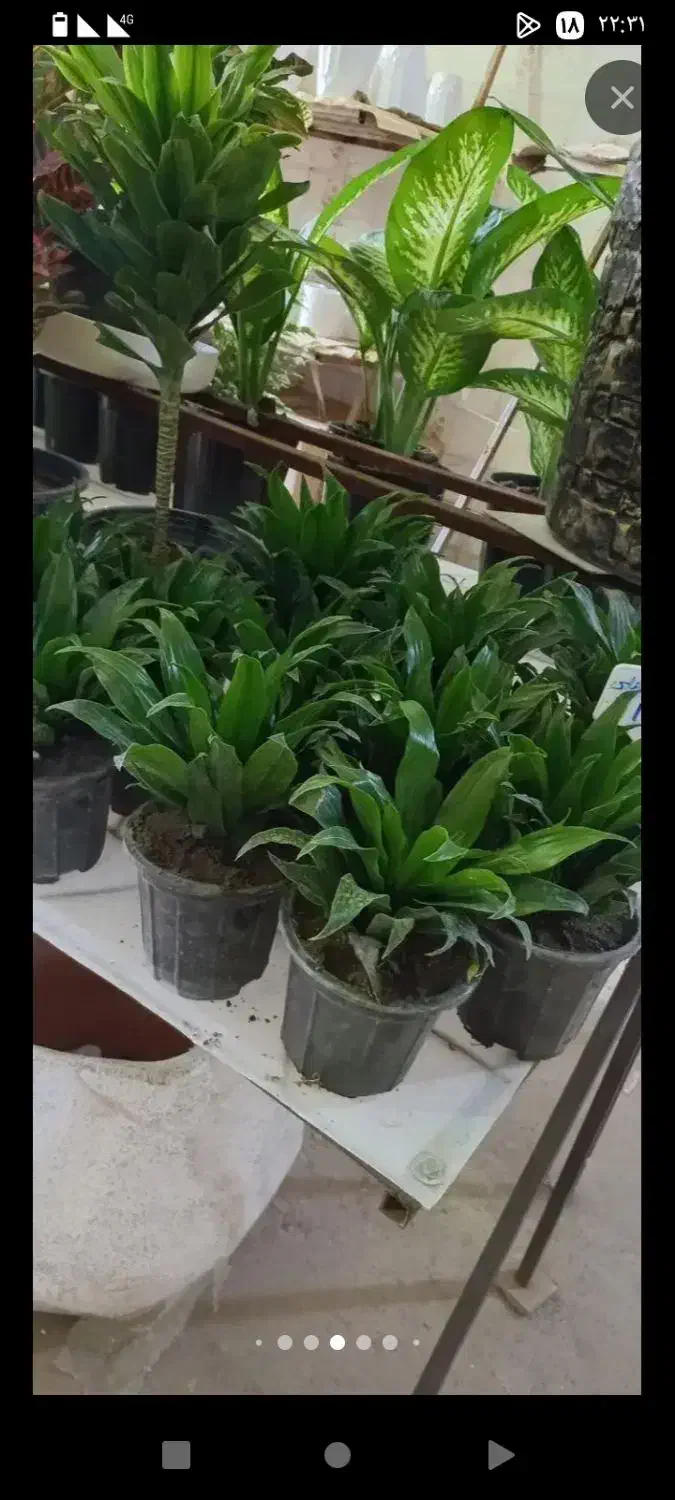 مزرعه گالری امید|گل و گیاه طبیعی|خرمآباد, |دیوار