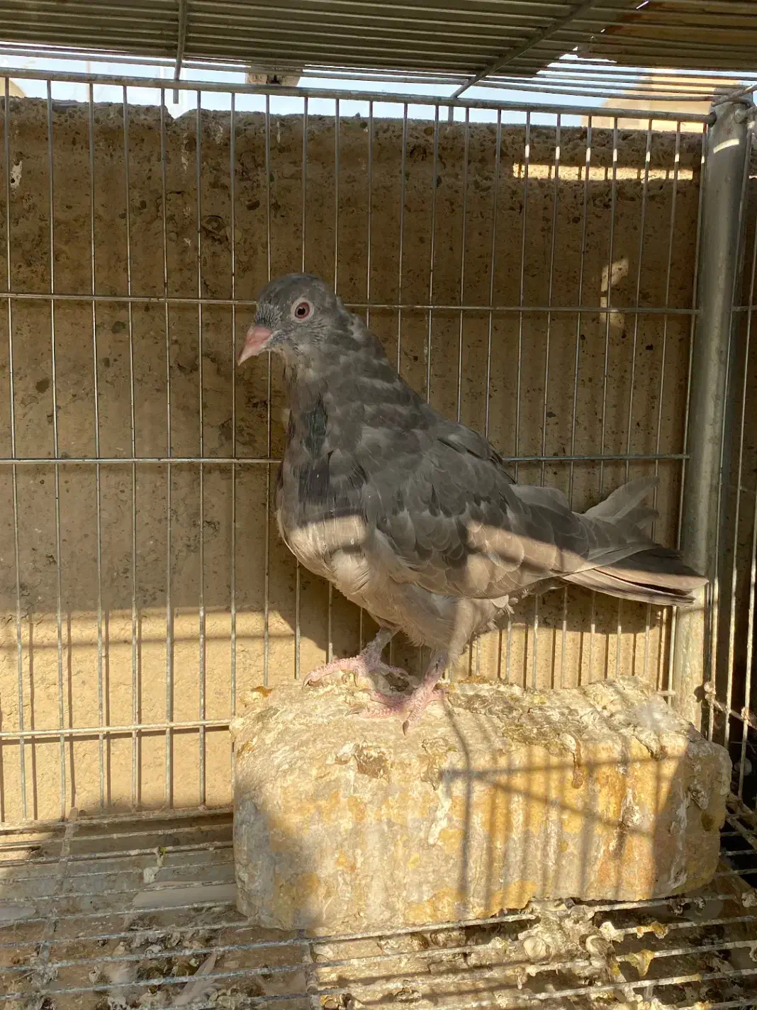 کبوتر پرشی|پرنده|اصفهان, باب الدشت|دیوار