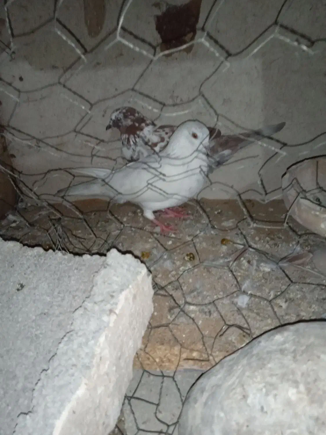 فروشی|پرنده|بندرعباس, |دیوار