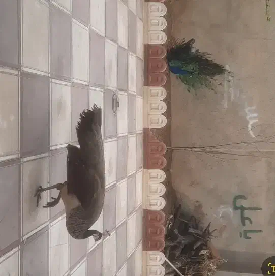 طاووس مصری|پرنده|همدان, |دیوار