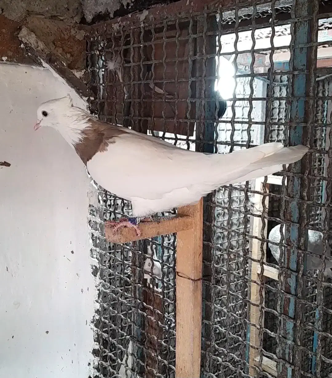 ماده طوقی|پرنده|خرمشهر, |دیوار