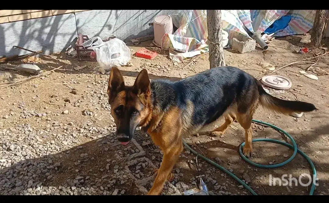 سگ ژرمن|سگ|شهر بابک, |دیوار