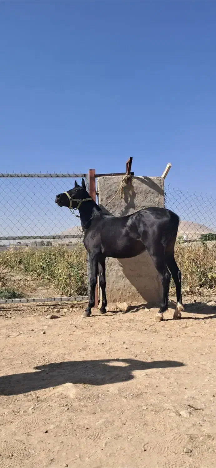 کره مادیان مشکی واکسی|اسب و تجهیزات اسبسواری|شیراز, معالیآباد|دیوار