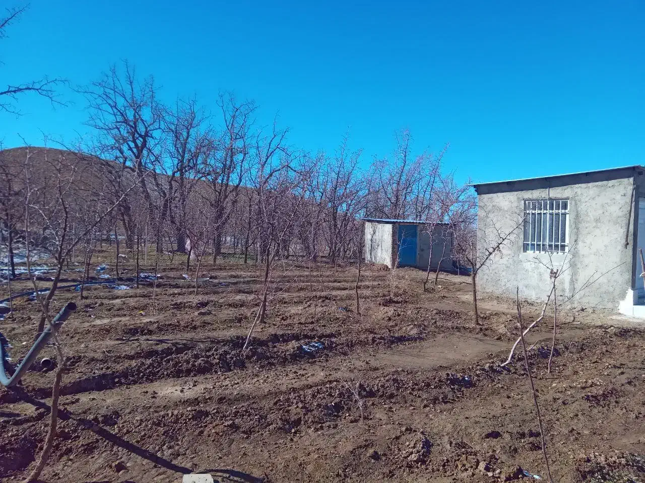 باغ در مزگ|فروش دفتر صنعتی، کشاورزی، تجاری|بیرجند, |دیوار