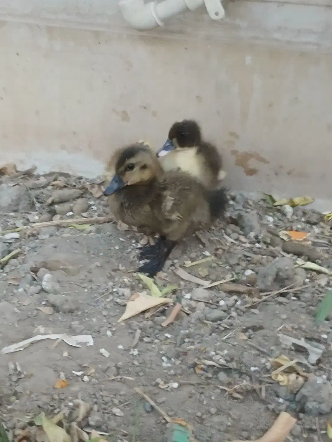 جوجه اردک|حیوانات مزرعه|میناب, |دیوار