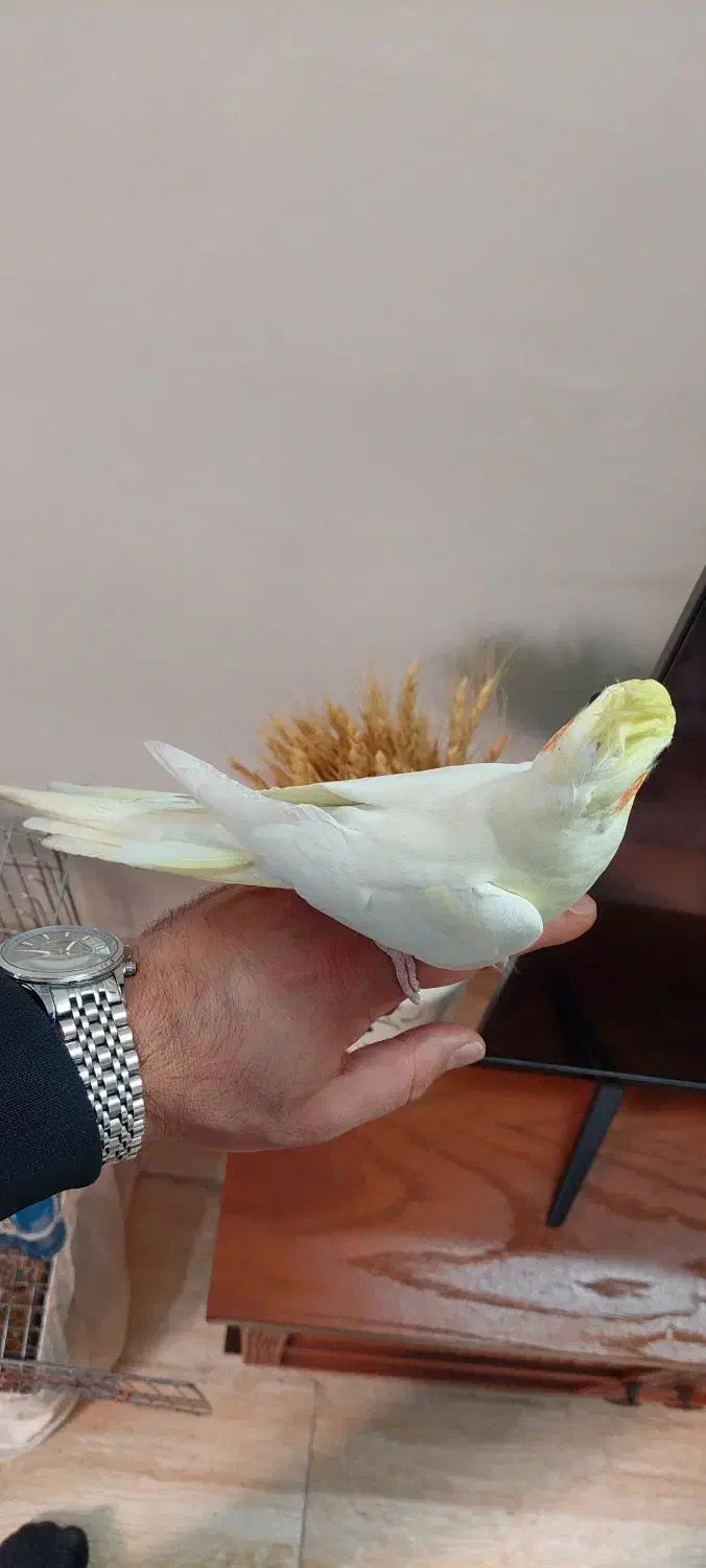 عروس هلندی|پرنده|تهران, جوادیه|دیوار