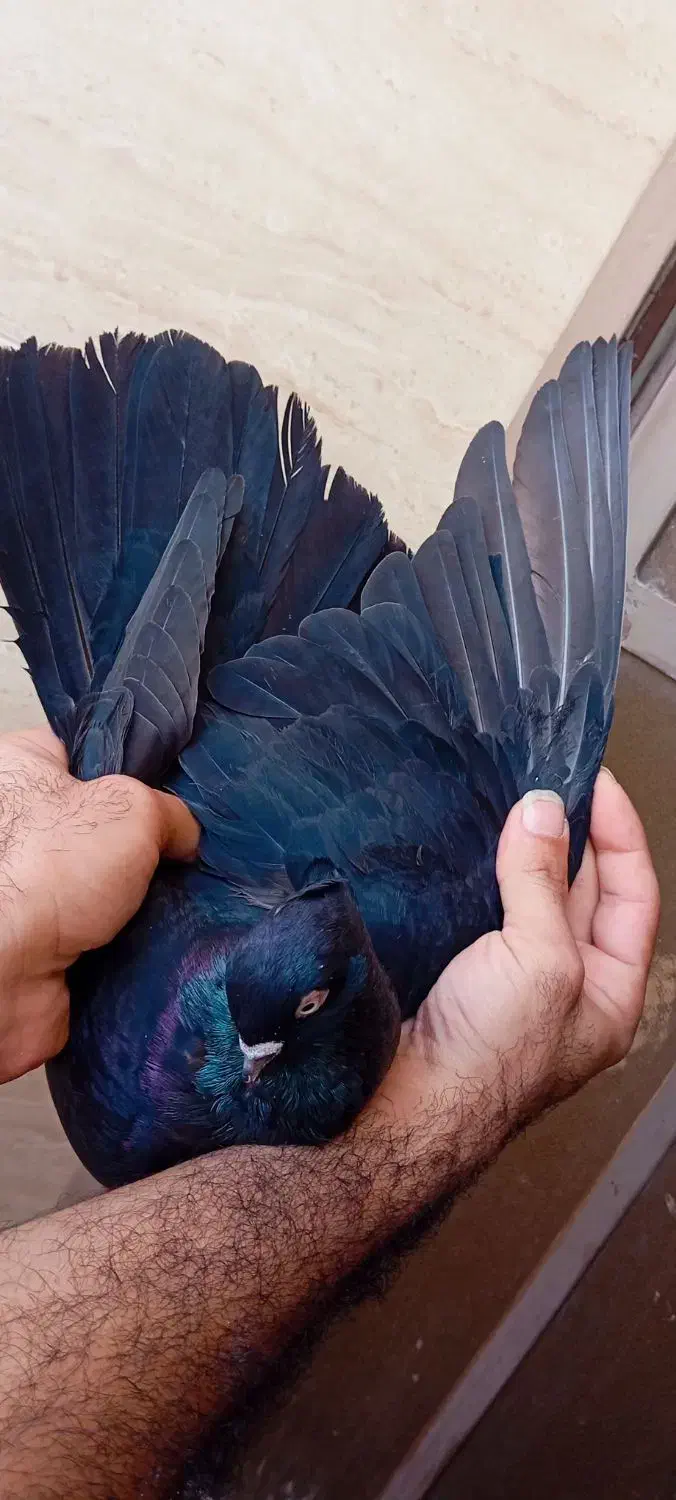 نر آبادانی واکسی پشته صرب فوق درشت وکشیده|پرنده|اهواز, شهرک برق|دیوار