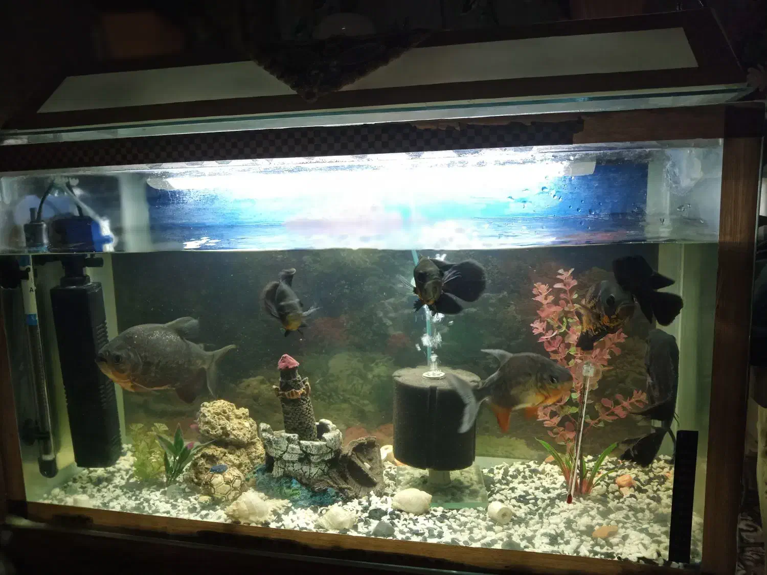 آکوریم با تمام وسایل|ماهی|زابل, |دیوار