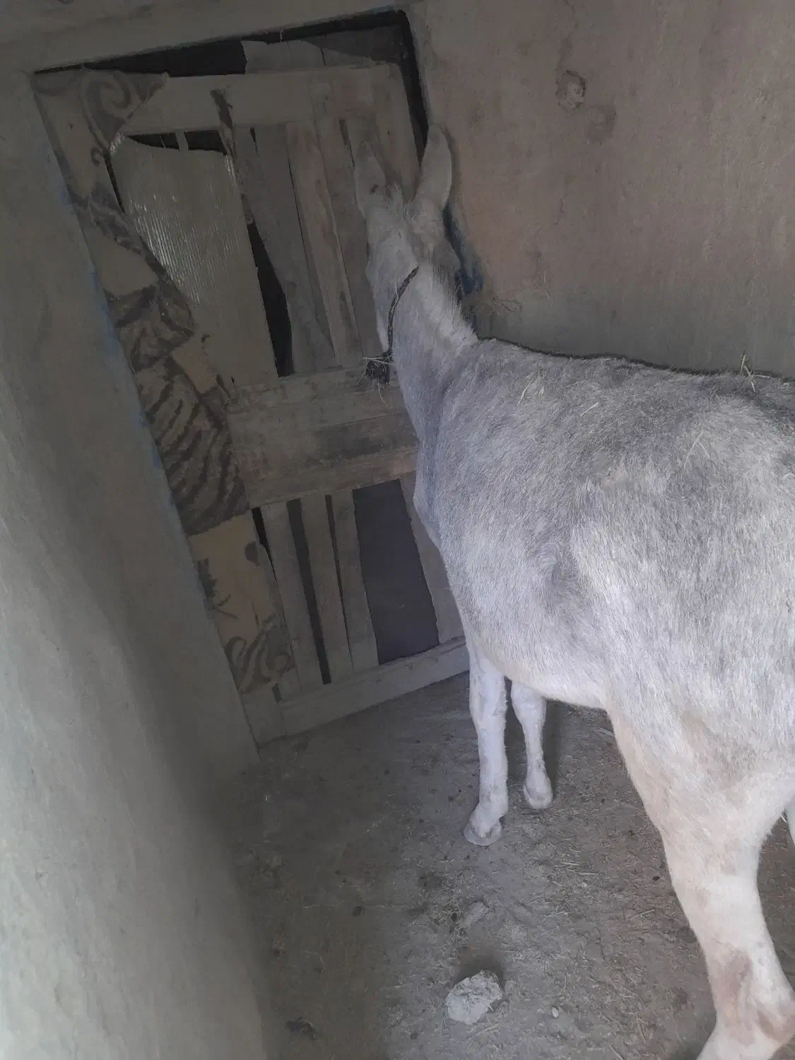 الاغ گله ای|حیوانات مزرعه|بیجار, |دیوار