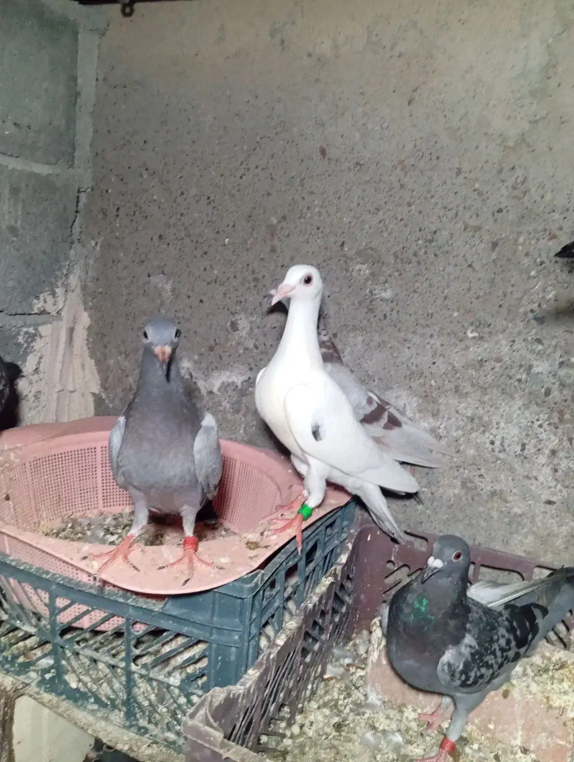 کبوتر پلاکی چند نژاد خوب کسی خواست درخدمتم|پرنده|منوجان, |دیوار