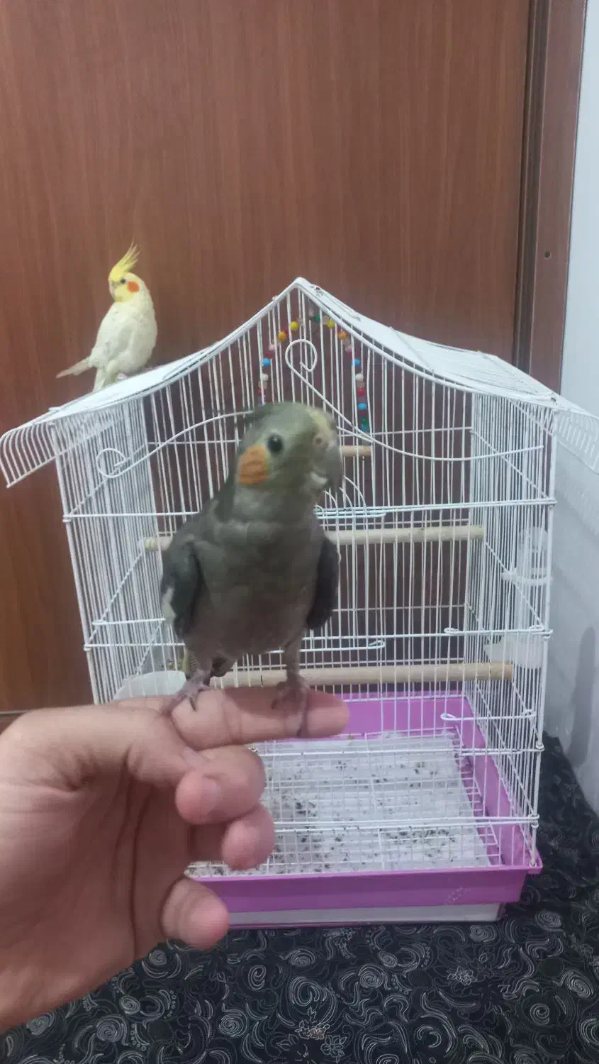 عروس هلندی|پرنده|املش, |دیوار