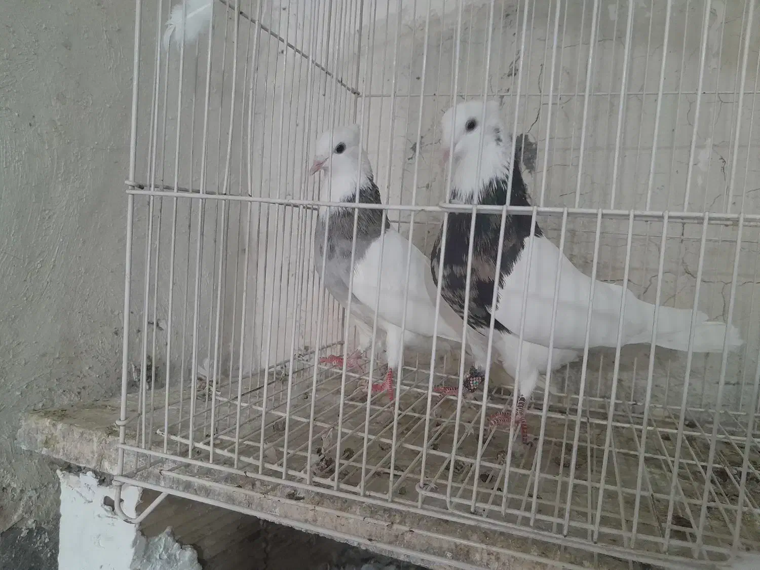 چند جفت طوقی یه جفت زاغ آبادانی یه جفت سرخ|پرنده|شاهین‌شهر, گرگاب|دیوار