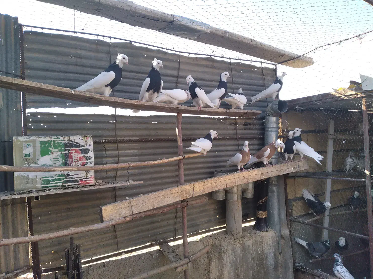 طوقی|پرنده|شاهین‌شهر, امام حسین|دیوار