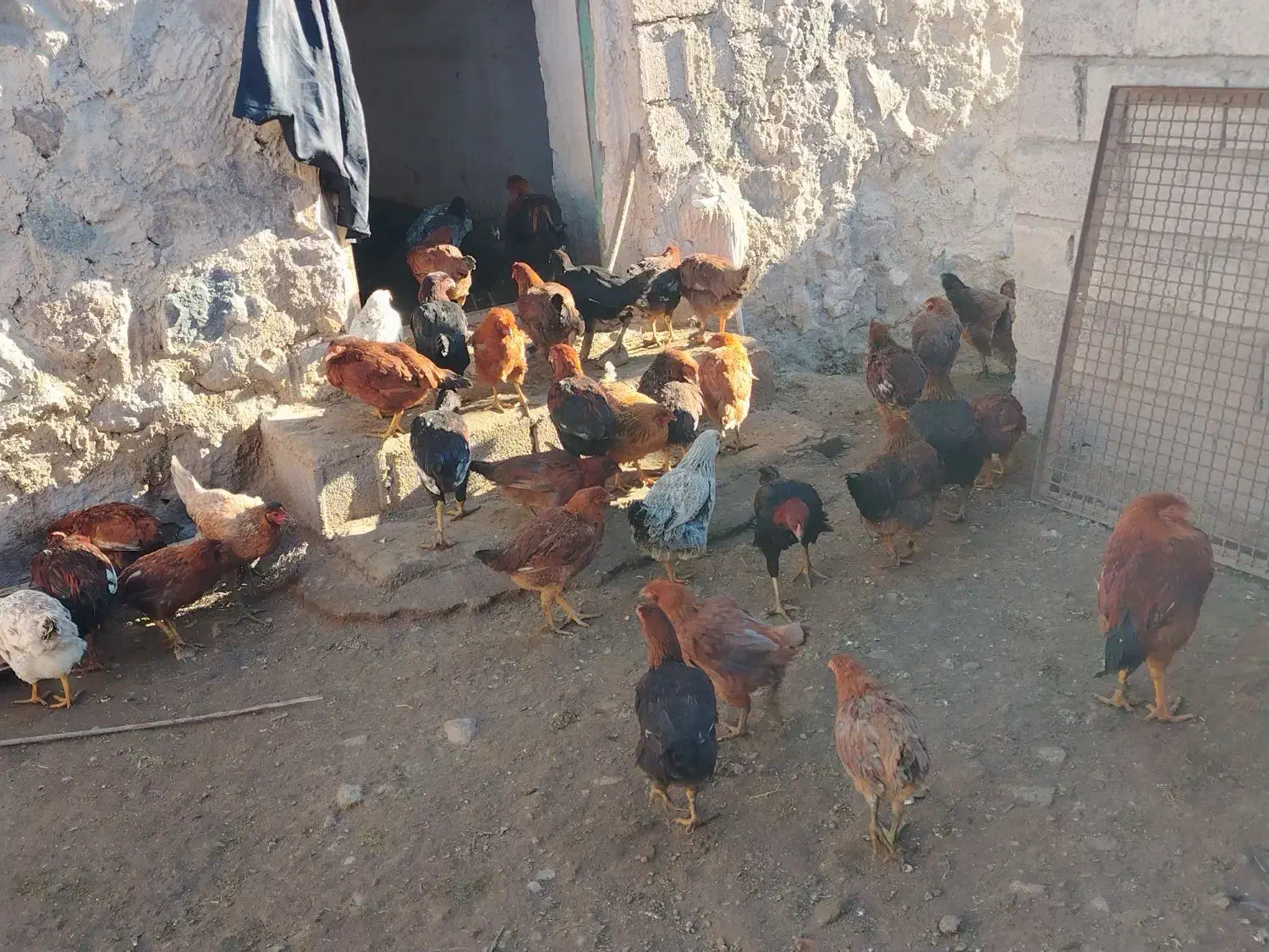 مرغ 7 ماهه|حیوانات مزرعه|مشگین شهر, |دیوار