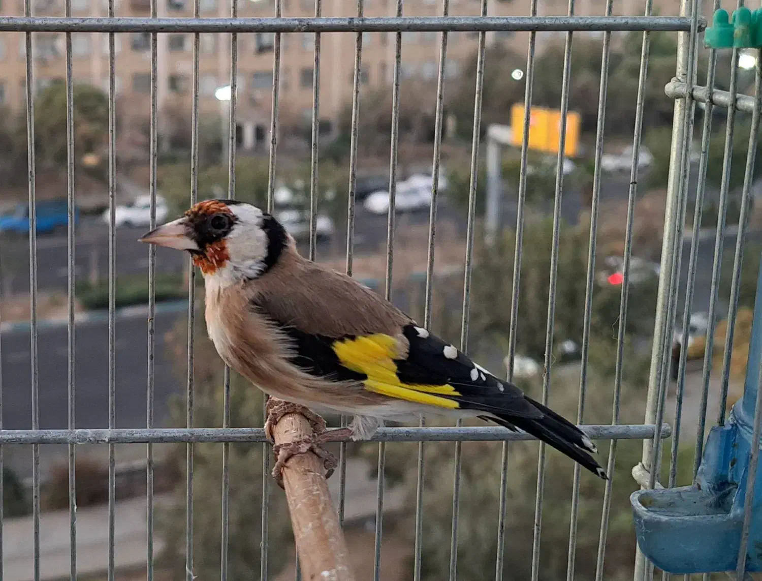 سهره بخون|پرنده|ری, منصوریه منگل|دیوار