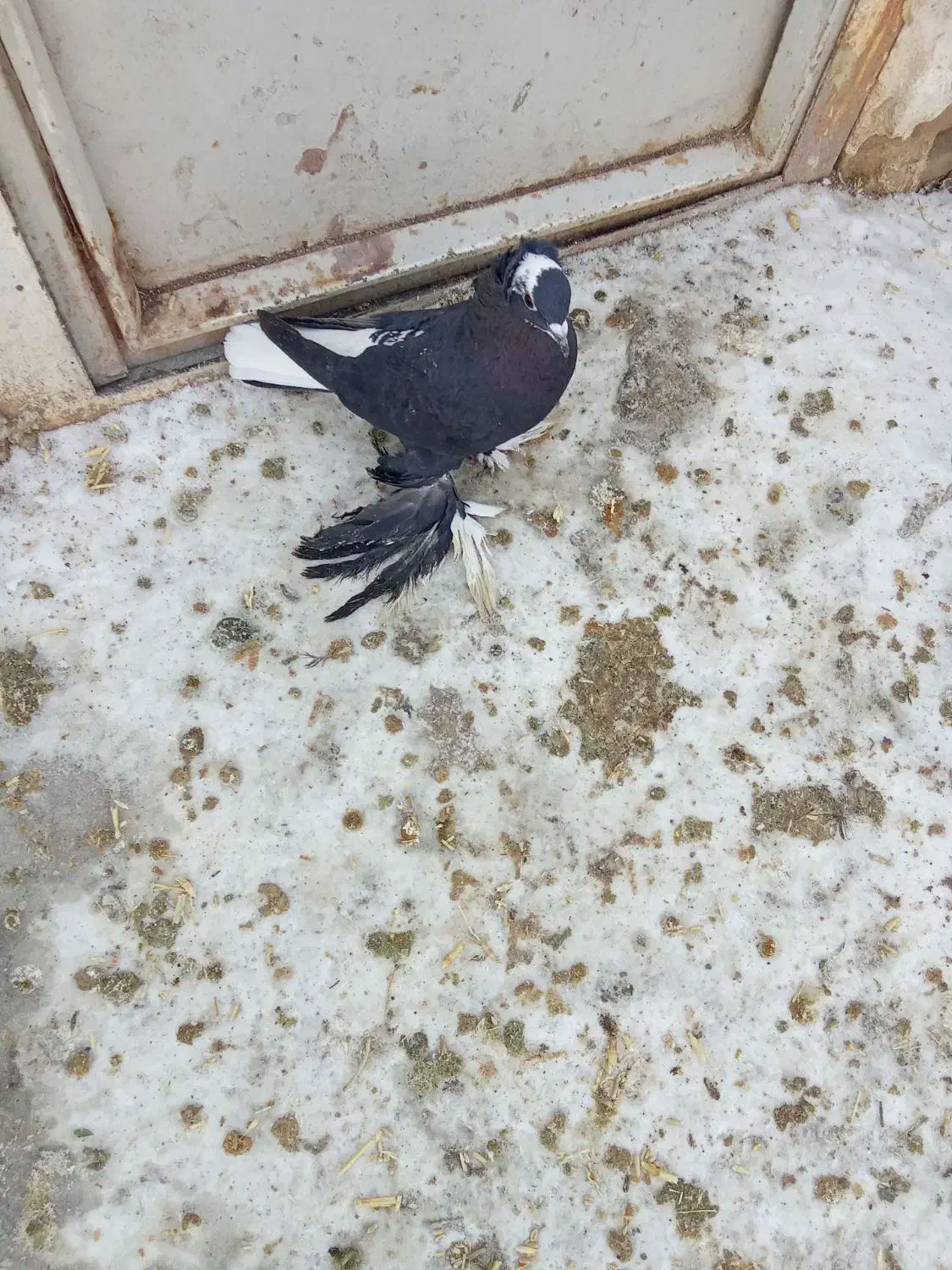 کبوتر لوتی آغ گویروخ|حیوانات|مرند, |دیوار